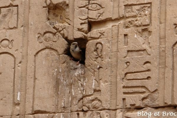 Oiseau egypte 02