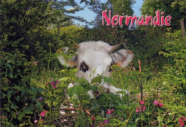 398 - Vache normande