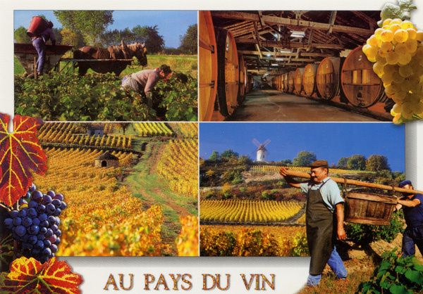 511 - Au pays du vin