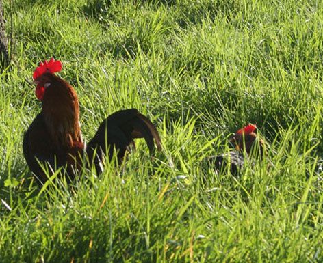 Pour un coq méritant : qui de l’œuf ou de la poule ? - Le Pour un coq méritant : qui de l’œuf ou de la poule ? - Le
