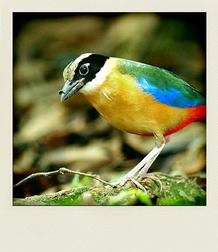 Kuala Lumpur Bird Park Brève à ailes bleues