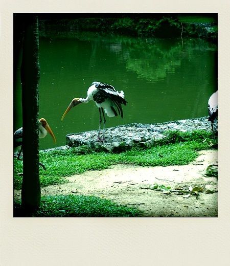 Kuala Lumpur Bird Park tantale indien