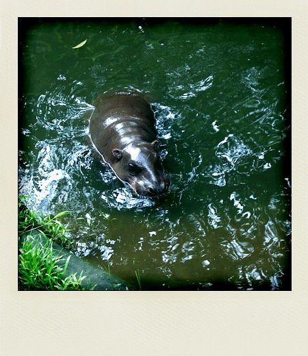 Kuala Lumpur Zoo Negara Hippopotame pygmée
