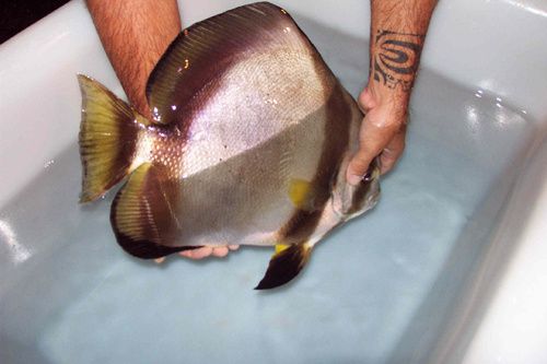 Paraha peue