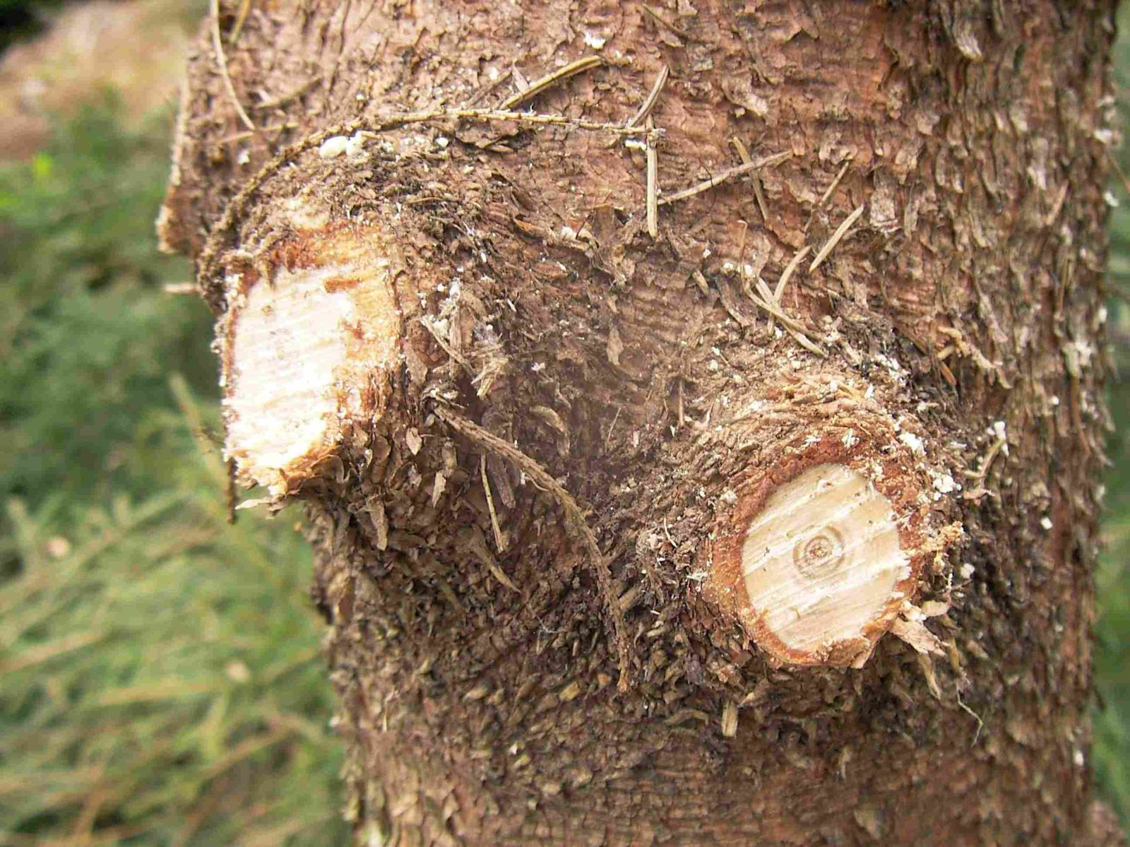 La quantité de bois disponible en forêt ne cesse d'augmenter. Après les tempêtes de 1999, seuls les bois de qualité ont pu être vendus. Les bois médiocres sont le plus souvent restés sur place.

Même en dehors de toute catastrophe, les boi