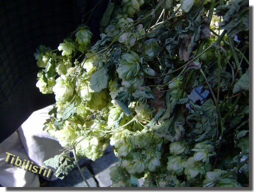 fête_bière_Bruxelles_houblon fête_bière_Bruxelles_houblon