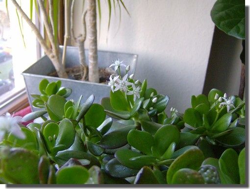 crassula_fleurie crassula_fleurie