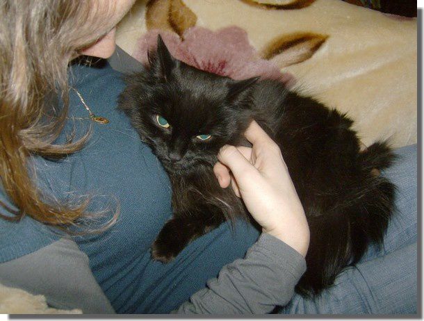 chatte chatte
