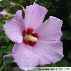 hibiscus-syriacus.jpg