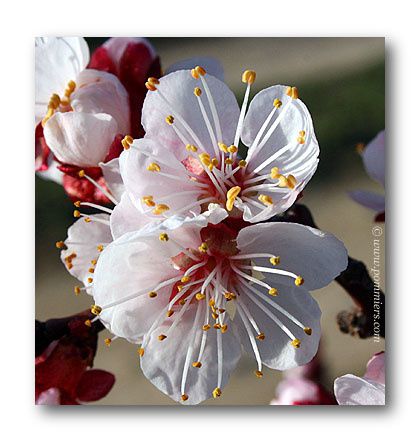 abricotier-hargrand-fleur
