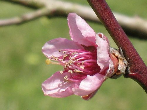 fleur de nectarinier