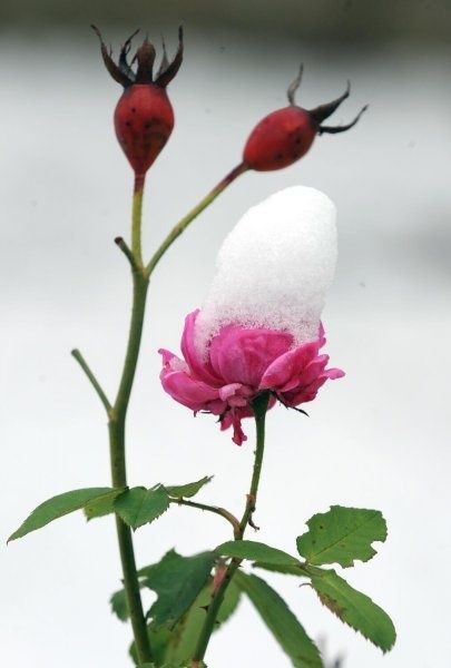 Rose à la neige