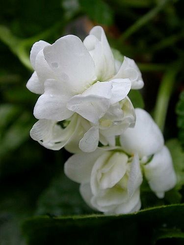 Violette de parme blanche