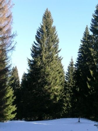 Arboretum-luchon.jpg