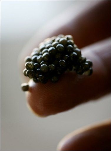 Caviar des pyrennées