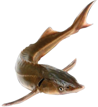 Esturgeon
