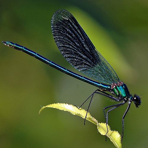 Libellule