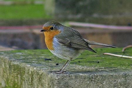 Rouge gorge