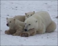 rencontre avec les ours polaires