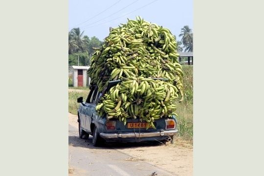 Ouida Bénin bananes