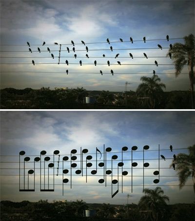 comme une partition d'oiseaux