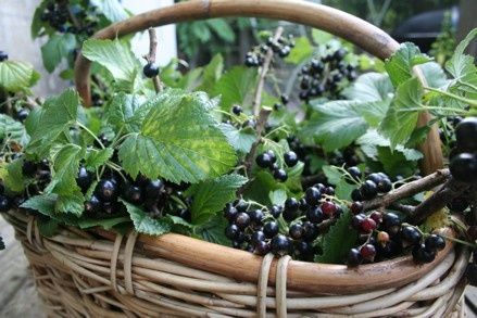 Résultat de recherche d'images pour "image cassis fruit"