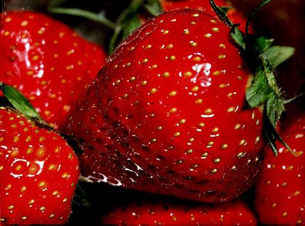 fraises-2dc5a.jpg