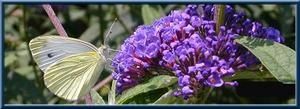 buddleias-copie-1.jpg