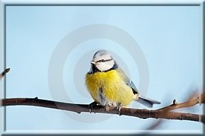 mesange-bleue-copie-1.jpg