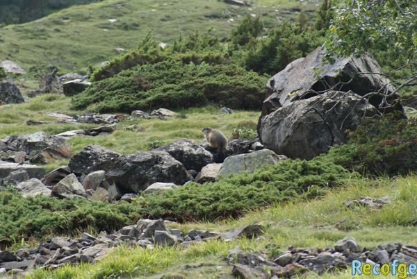 06-marmotta
