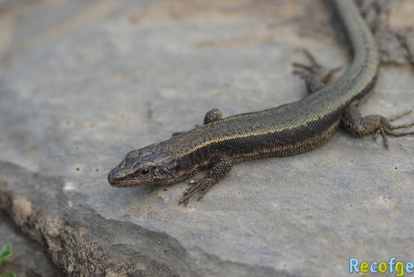 13-iberolacerta bonnali