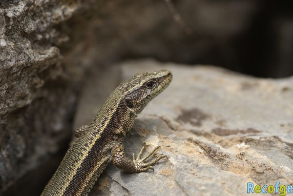 14-iberolacerta bonnali