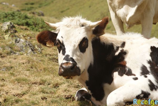 20-vache