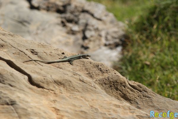 21-iberolacerta bonnali