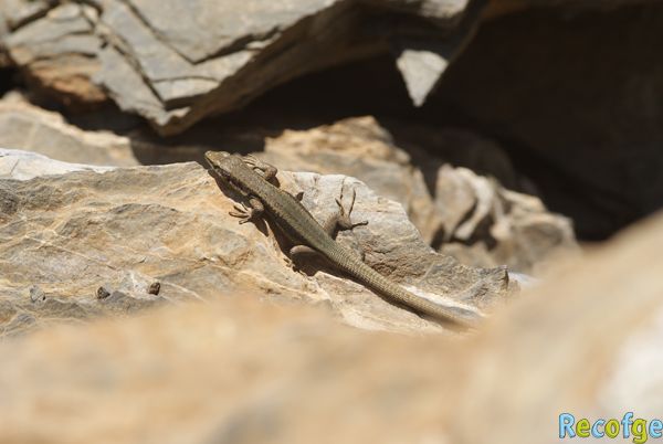 22-iberolacerta bonnali