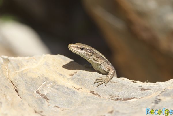 23-iberolacerta bonnali