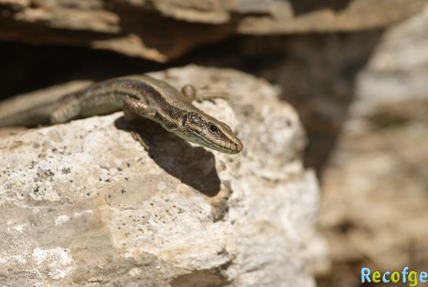 24-iberolacerta bonnali