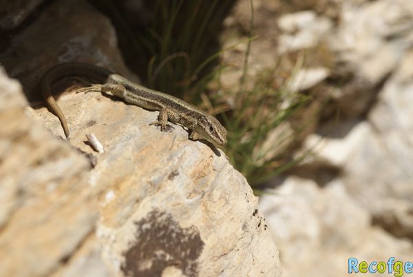 26-iberolacerta bonnali
