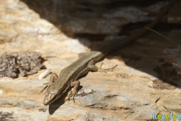 27-iberolacerta bonnali