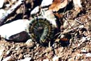 thanatosis Mimetisme/chrono879_1_1