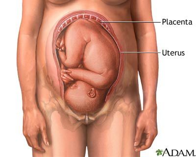 placenta-2.jpg