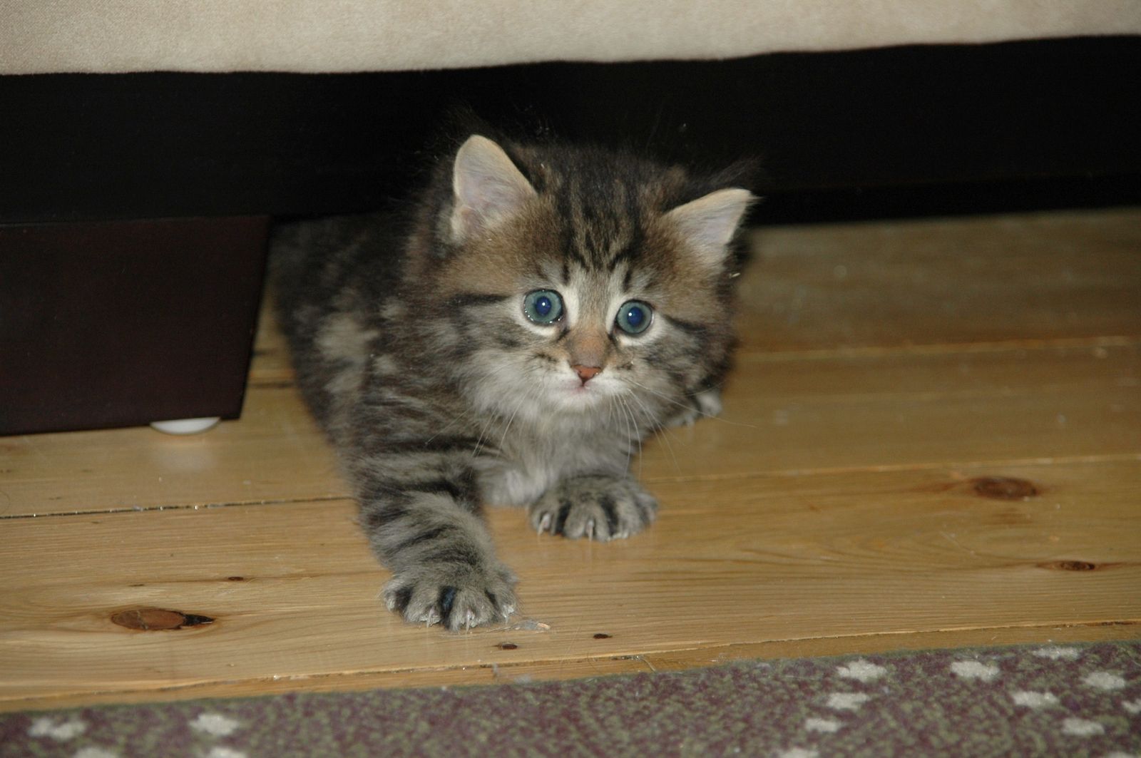 chat minou - notre nouvelle vie au Québec! chat minou - notre nouvelle vie au Québec!