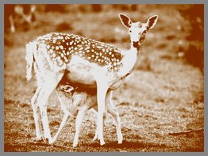 biche-faon-copie.png