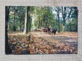Poney dans le parc