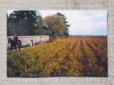 Promenade dans les vignes