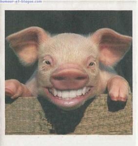 cochon-rire.jpg