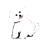 Résultat de recherche d'images pour "gif bichon frisé"