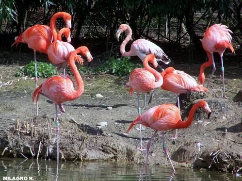 63-rm-pb-flamants-roses.jpg