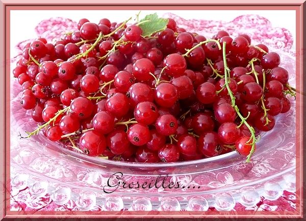 groseilles groseilles