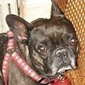 Bouledogue français fauve bringé